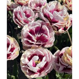 Tulip La Delicatesse | John Scheepers Beauty From Bulbs