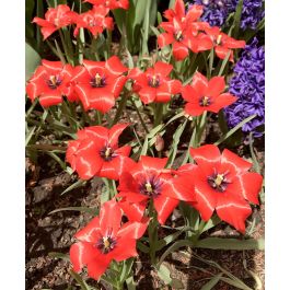 Tulipa linifolia | John Scheepers Beauty from Bulbs