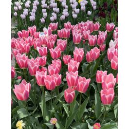 Single Early Tulip Mandy's Choice | John Scheepers Beauty From Bulbs