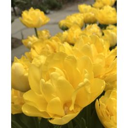 Marie Jo Tulip | John Scheepers Beauty from Bulbs