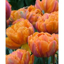 Tulip Orange Princess