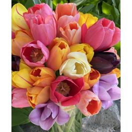 The Single Late Majestic Tulip Mixture