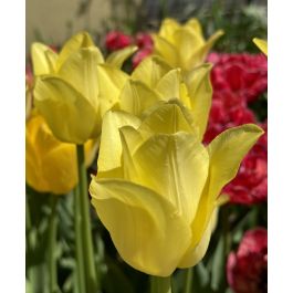 Single Late Tulip World Friendship