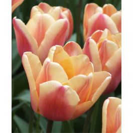 Tulip Apricot Foxx | John Scheepers Beauty from Bulbs