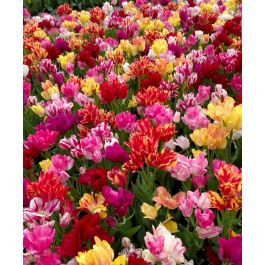 The Tulip Club Mixture | John Scheepers Beauty From Bulbs