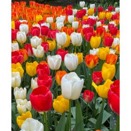 The Dutch Golden Age Tulip Mixture | John Scheepers Beauty From Bulbs