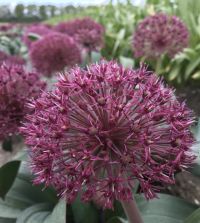 ［新品］SLOTHREAT Allium allium-graceful-mix-shk-1.jpg?