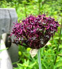 allium_atropurpureum_1.jpg