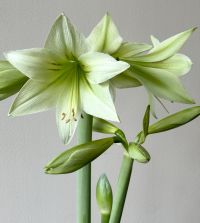 Amaryllisページ Cybister Amaryllis Green Valley | John Scheepers Beauty from Bulbs