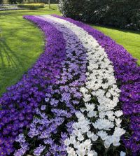 Crocus vernus Jeanne d'Arc | John Scheepers Beauty From Bulbs