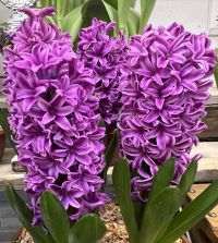 Hyacinthus orientalis Miss Saigon | John Scheepers Beauty from Bulbs