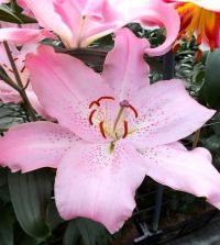 Lilyページ Lily Josephine