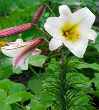 Lily regale | John Scheepers Beauty from Bulbs
