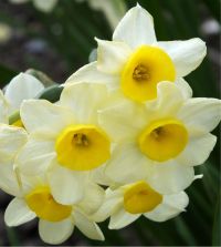 Narcissus Minnow | John Scheepers Beauty from Bulbs