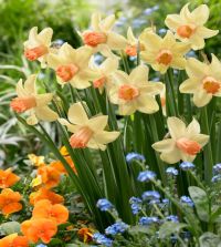 narcissusページ Narcissi Paperwhites Grow Kit - Growing Instructions - TotalGreen