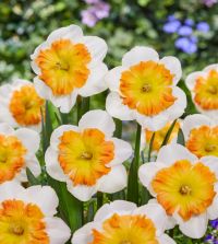 narcissusページ Amazon.com : Ziva Paperwhite Narcissus - 5 Bulbs - 14/15 cm