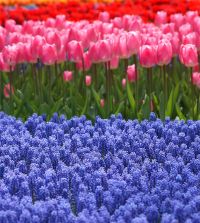 Tulip Christmas Dream | John Scheepers Beauty from Bulbs