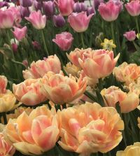 Tulip Foxy Foxtrot | John Scheepers Beauty from Bulbs