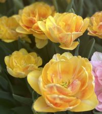 tulip様　ミンクファー　✳️350個 Tulip Foxtrot | Van Engelen Wholesale Flower Bubs