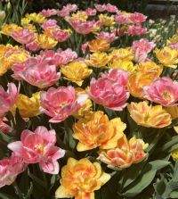 Tulip Foxy Foxtrot | John Scheepers Beauty from Bulbs