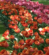 The Single Late Majestic Tulip Mixture