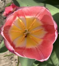 Single Early Tulip Mandy's Choice | John Scheepers Beauty From Bulbs