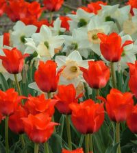 Tulip Red Riding Hood | John Scheepers Beauty from Bulbs