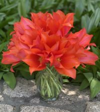 Tulip Temple of Beauty