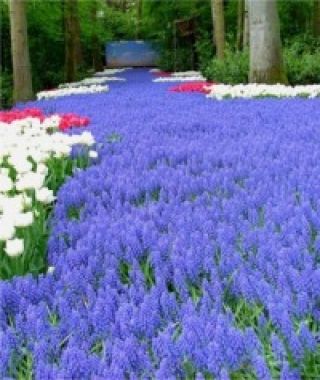 Muscari armeniacum