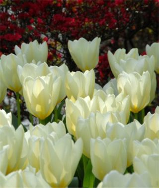 Tulip White Emperor