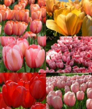 The Impression Tulip Grand Collection