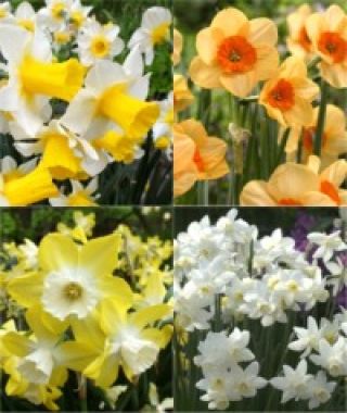 The Fragrant Jonquilla Special