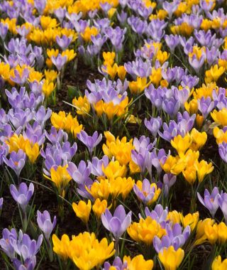 The Jelly Bean Crocus Special