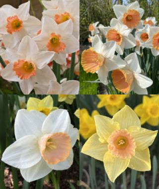 The Pink Large Cupped Narcissus Special