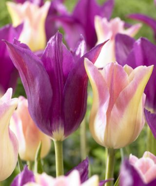 The Divine Tulip Duo