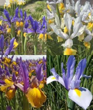 The Dutch Iris Special