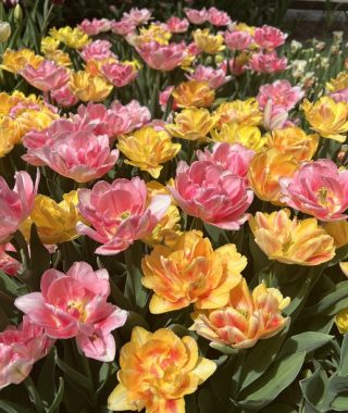 The Fabulous Foxtrot Special