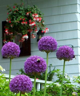 Allium Ambassador
