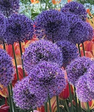 Allium Gladiator