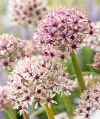 Allium basalticum Silver Spring