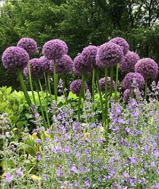 Allium Pinball Wizard