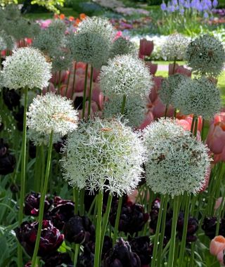 Allium stipitatum Mount Everest