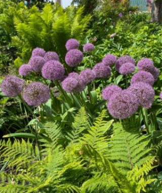 Allium Party Balloons 