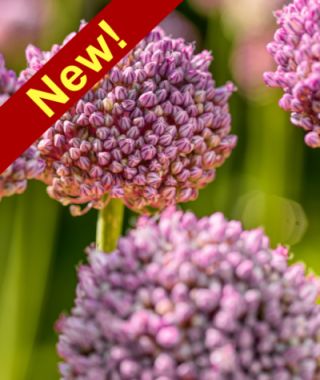 Allium ampeloprasum Ping Pong