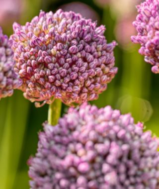 Allium ampeloprasum Ping Pong