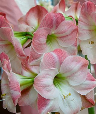 Amaryllis Apple Blossom