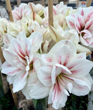 Double Dutch Amaryllis Aquaro