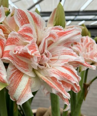 Amaryllis Dancing Queen