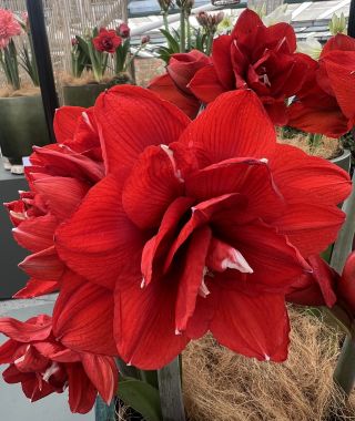Amaryllis Double King 