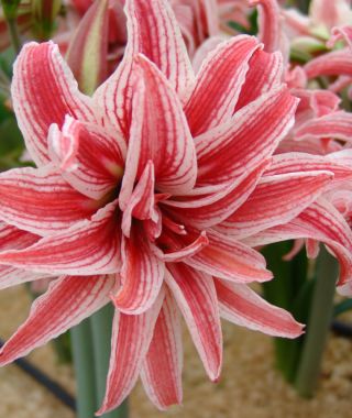 Amaryllis Doublet 